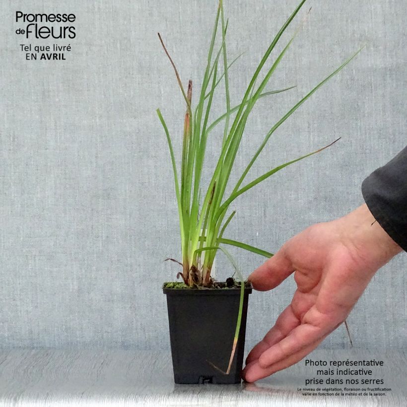 Exemplar von Fackellilie Wrexham Buttercup - Kniphofia Kleine Töpfe von 8/9 cm wie im Frühjahr geliefert