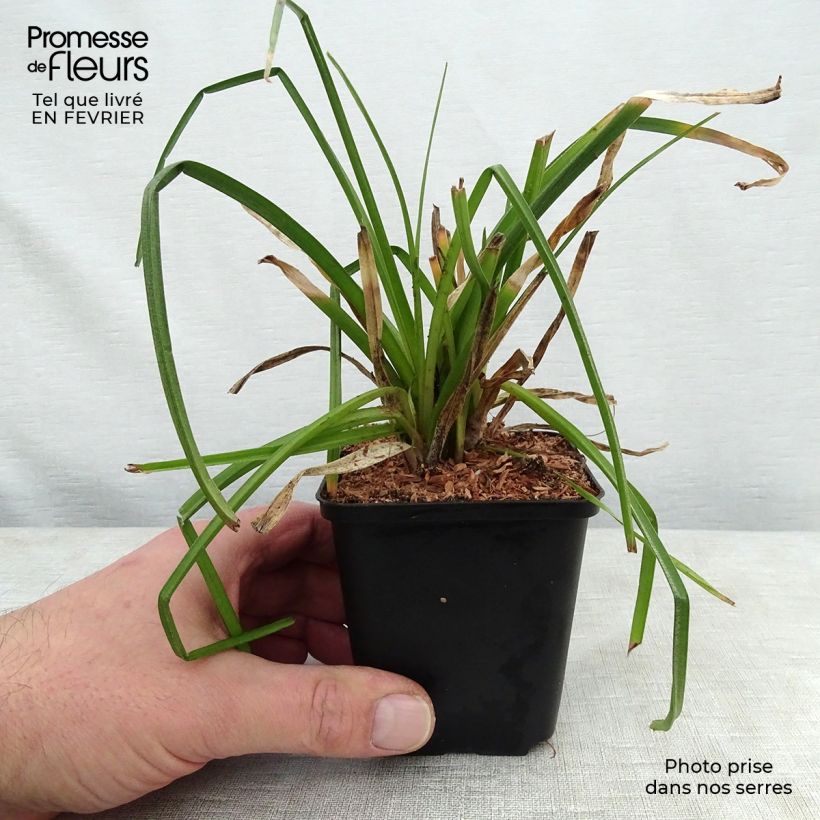 Exemplar von Kniphofia citrina - Gelbblühende Fackellilie Kleine Töpfe von 8/9 cm wie im Winter geliefert