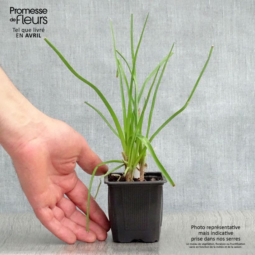 Exemplar von Kniphofia citrina - Gelbblühende Fackellilie Kleine Töpfe von 8/9 cm wie im Frühjahr geliefert