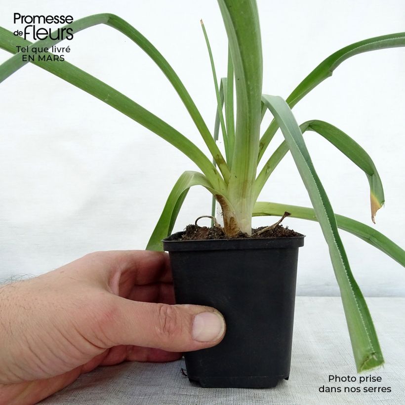 Exemplar von Kniphofia northiae - Fackellilie Kleine Töpfe von 8/9 cm wie im Frühjahr geliefert