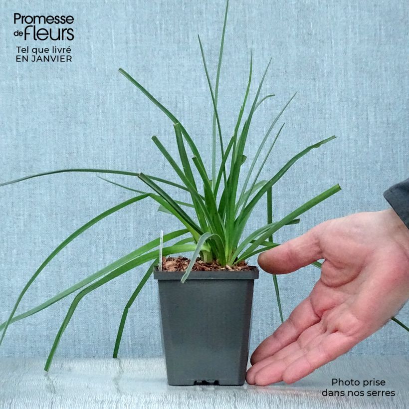 Exemplar von Garten-Fackellilie - Kniphofia uvaria Kleine Töpfe von 8/9 cm wie im Winter geliefert