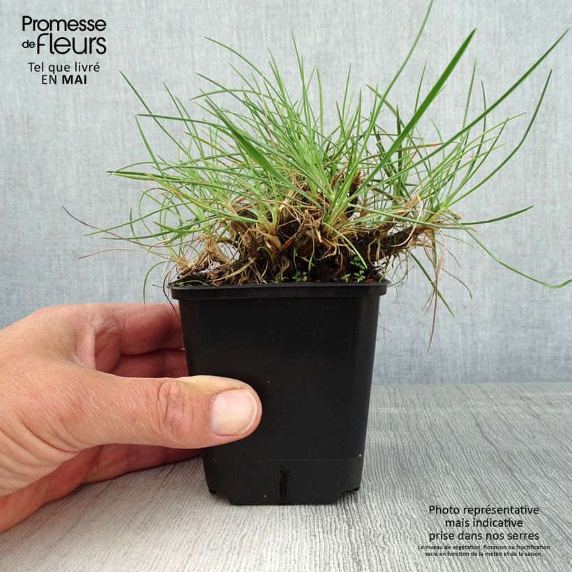 Exemplar von Koeleria glauca - Schillergras Kleine Töpfe von 8/9 cm wie im Frühjahr geliefert