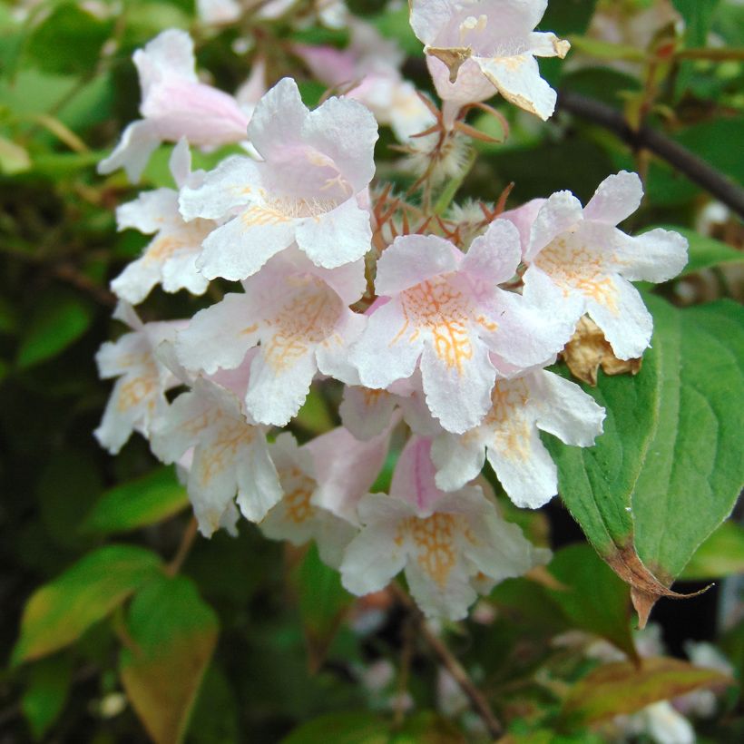 Kolkwitzia amabilis - Scheinweigelie (Blüte)