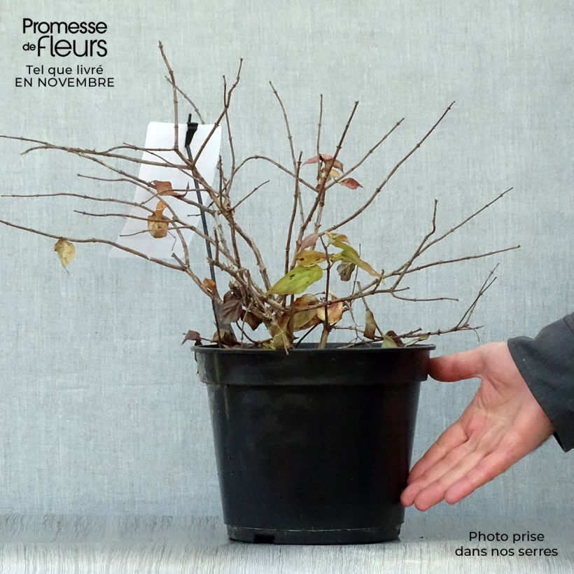 Exemplar von Kolkwitzia amabilis Pink Cloud - Scheinweigelie Topf mit 3L/4L wie im Herbst geliefert