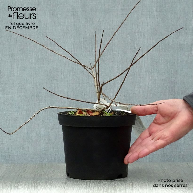 Exemplar von Kolkwitzia amabilis Pink Cloud - Scheinweigelie Topf mit 3L/4L wie im Winter geliefert