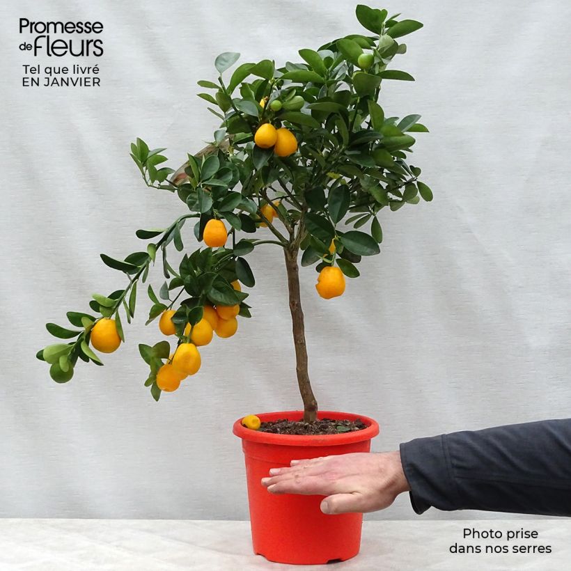 Exemplar von Kumquat obovata - Citrus japonica Topf mit 4L/5L, 1/4 Stängel wie im Winter geliefert