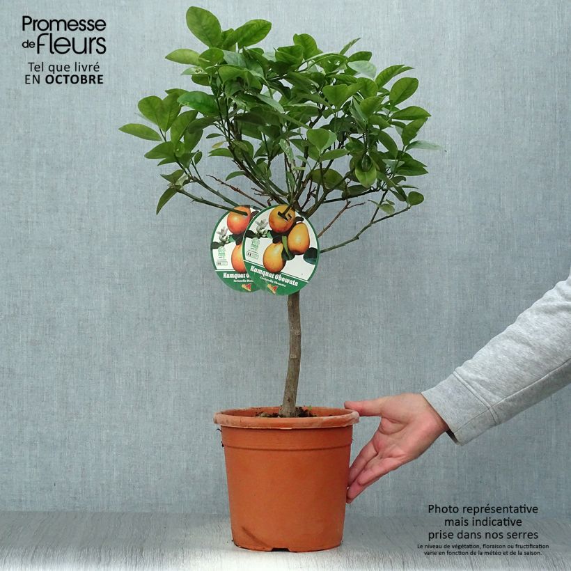 Exemplar von Kumquat obovata - Citrus japonica Topf mit 4L/5L, 1/4 Stängel wie im Herbst geliefert