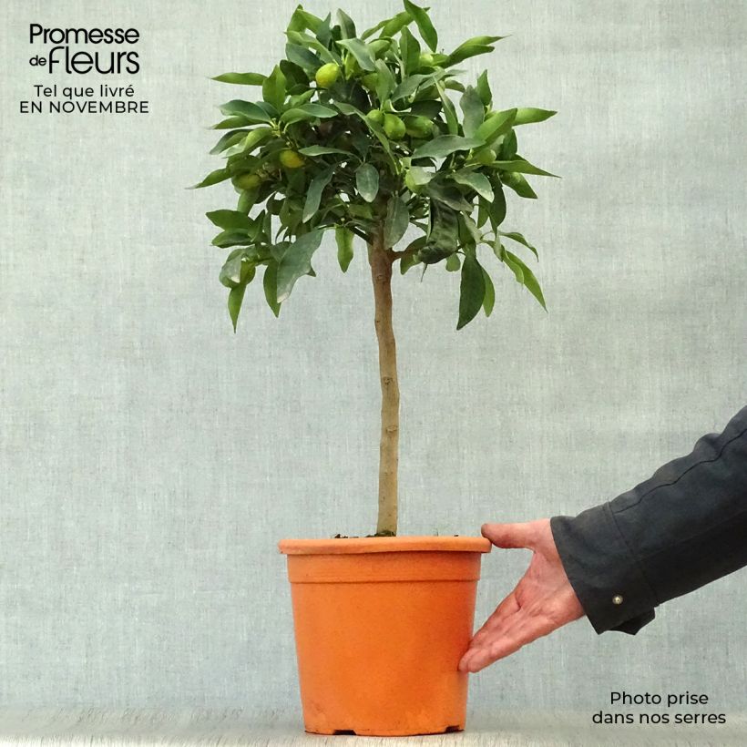Exemplar von Kumquat Nagami - Fortunella margarita Topf mit 4L/5L, 1/4 Stängel wie im Herbst geliefert