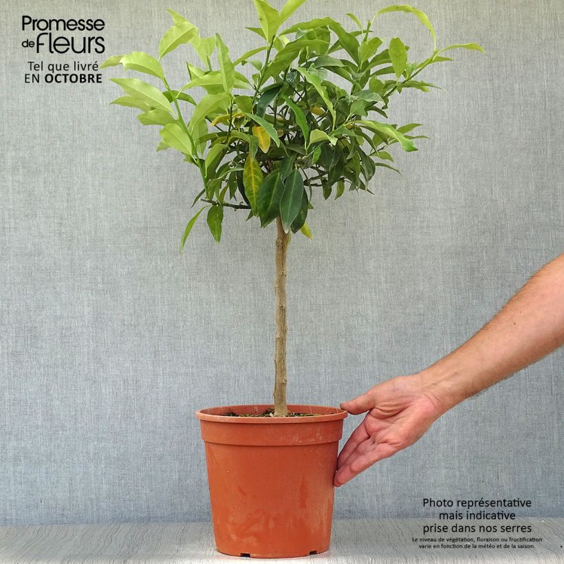 Exemplar von Kumquat - Fortunella margarita Topf mit 4L/5L wie im Herbst geliefert