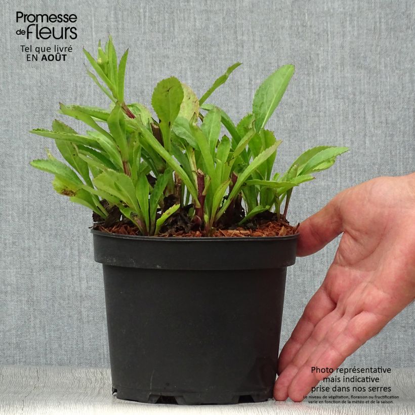 Exemplar von Großblumige Margerite Becky - Leucanthemum Topf mit 2L/3L wie im Sommer geliefert