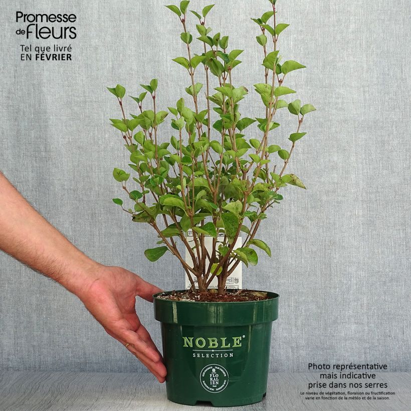 Exemplar von Syringa Tinkerbelle - Zwerg-Duftflieder Topf mit 2L/3L wie im Herbst geliefert