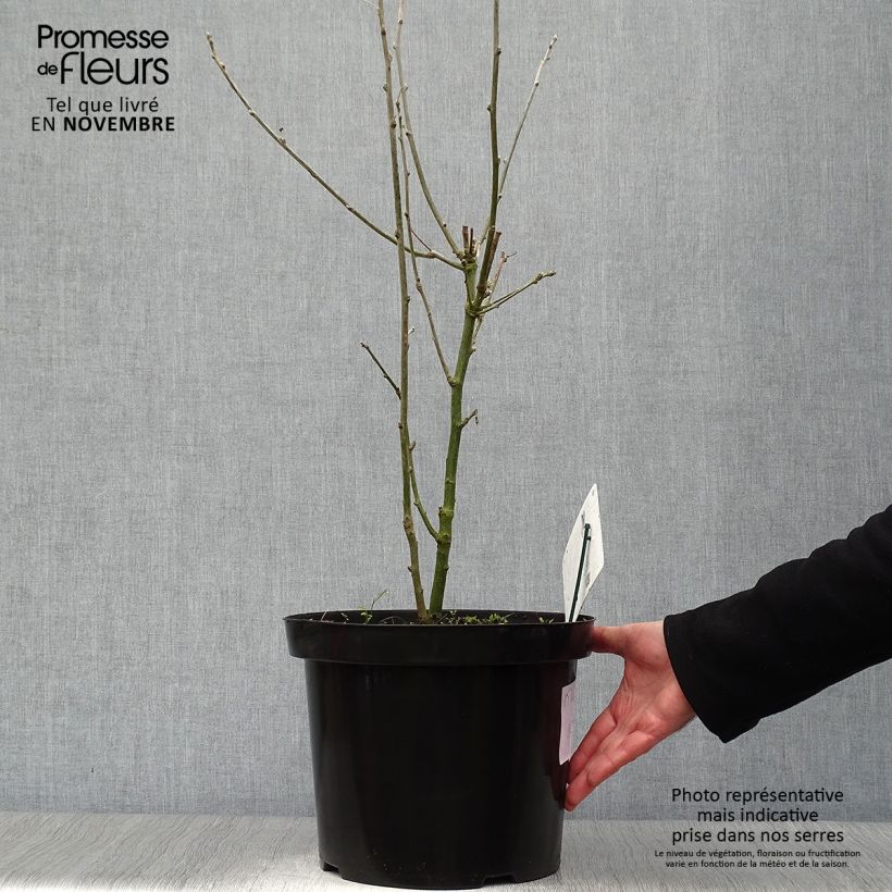 Exemplar von Laburnum anagyroides - Gewöhnlicher Goldregen Topf mit 7,5L/10L wie im Herbst geliefert