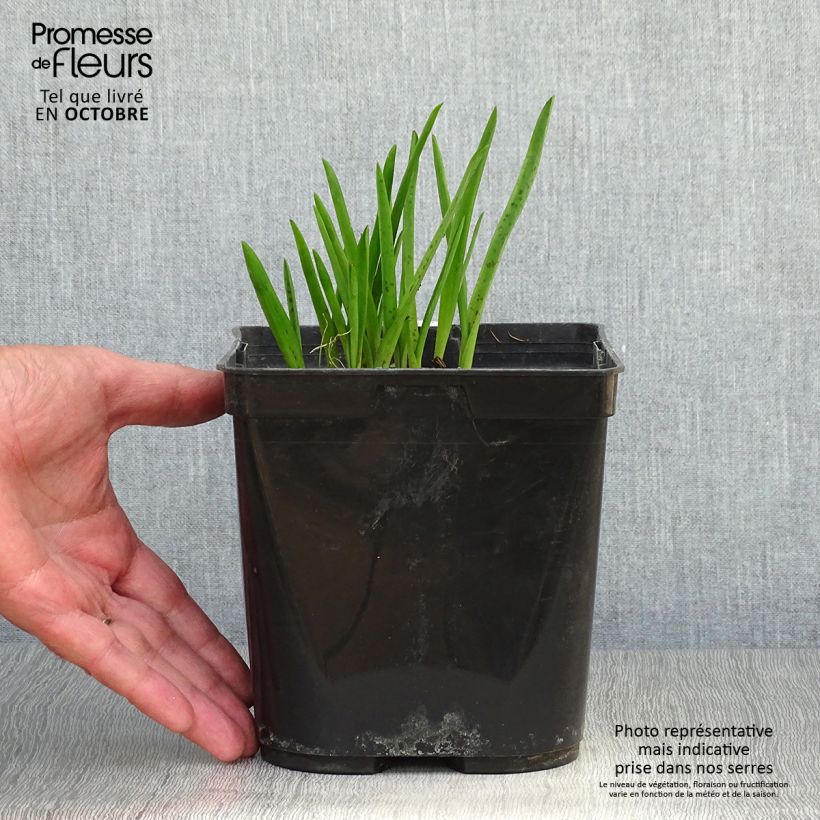 Exemplar von Lachenalia African Beauty Namakwa - Lachenalie Topf mit 2L/3L wie im Herbst geliefert