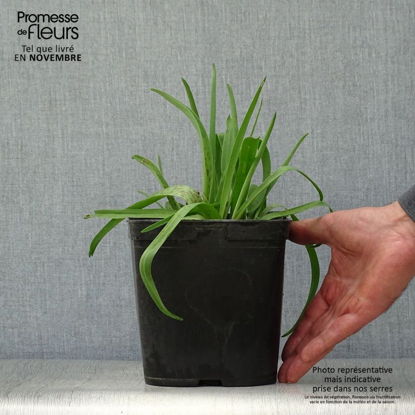 Exemplar von Lachenalia African Beauty Rupert - Lachenalie Topf mit 3L/4L wie im Herbst geliefert