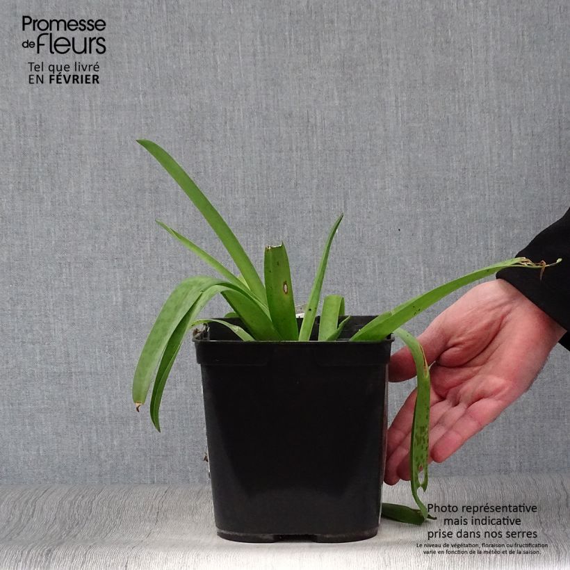 Exemplar von Lachenalia African Beauty Rupert - Lachenalie Topf mit 3L/4L wie im Winter geliefert