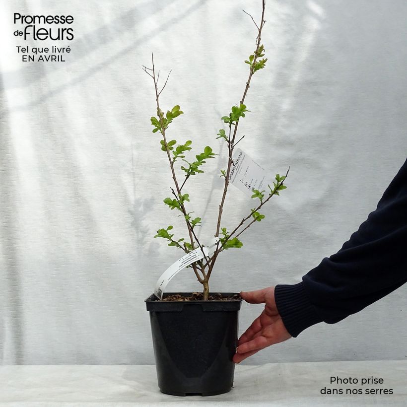 Exemplar von Chinesische Kräuselmyrte Braise d'Eté - Lagerstroemia Topf mit 3L/4L, Strauch wie im Frühjahr geliefert