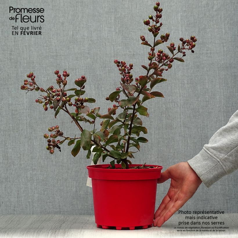 Exemplar von Chinesische Kräuselmyrte Braise d'Eté - Lagerstroemia Topf mit 3L/4L wie im Herbst geliefert