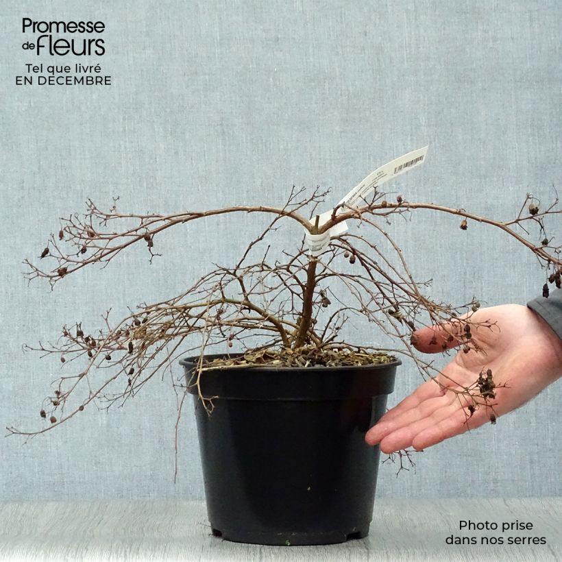 Exemplar von Chinesische Kräuselmyrte Mimie Fuchsia - Lagerstroemia Topf mit 2L/3L wie im Winter geliefert