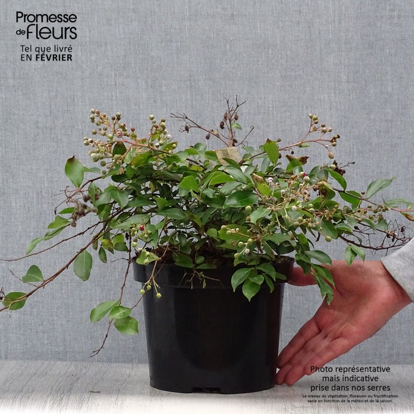 Exemplar von Chinesische Kräuselmyrte Mimie Fuchsia - Lagerstroemia Topf mit 2L/3L wie im Herbst geliefert