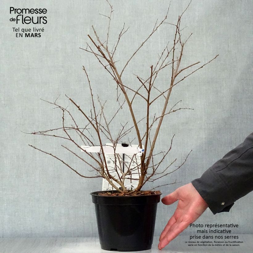 Exemplar von Chinesische Kräuselmyrte Neige d'Eté - Lagerstroemia Topf mit 3L/4L wie im Frühjahr geliefert