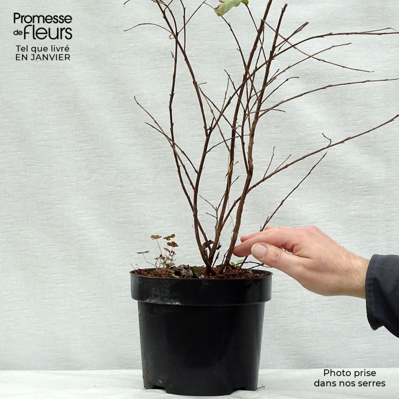 Exemplar von Chinesische Kräuselmyrte Rhapsody in PINK - Lagerstroemia Topf mit 3L/4L wie im Winter geliefert