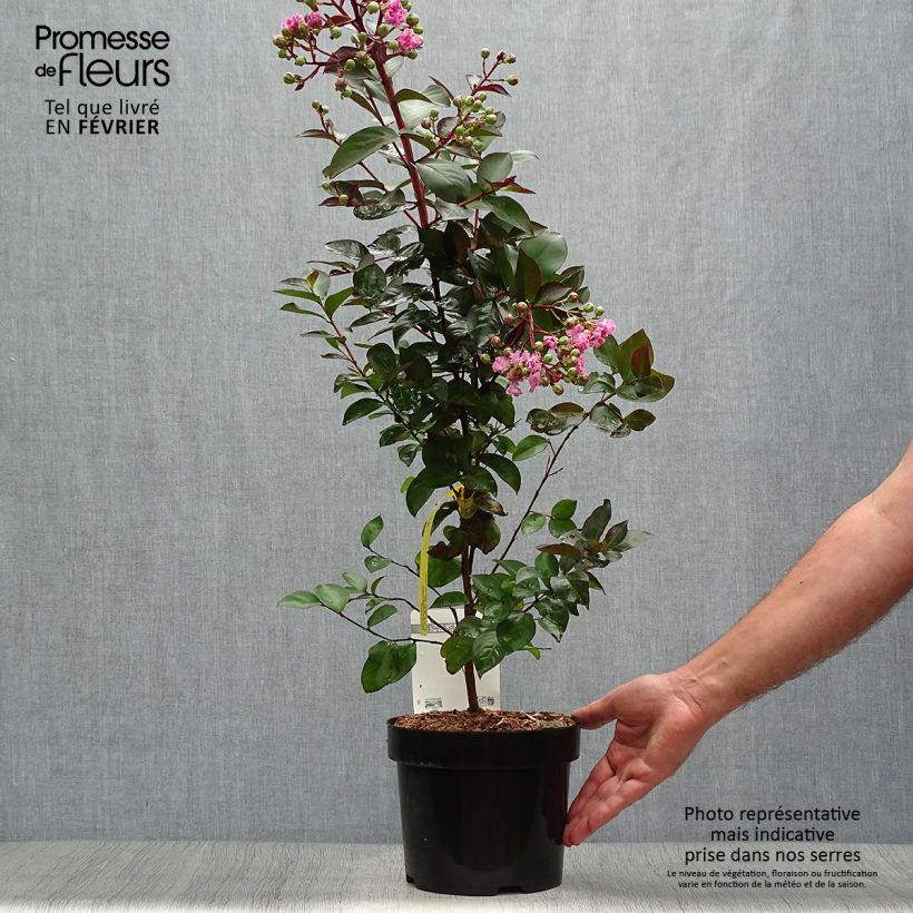 Exemplar von Chinesische Kräuselmyrte Rhapsody in PINK - Lagerstroemia Topf mit 3L/4L wie im Herbst geliefert