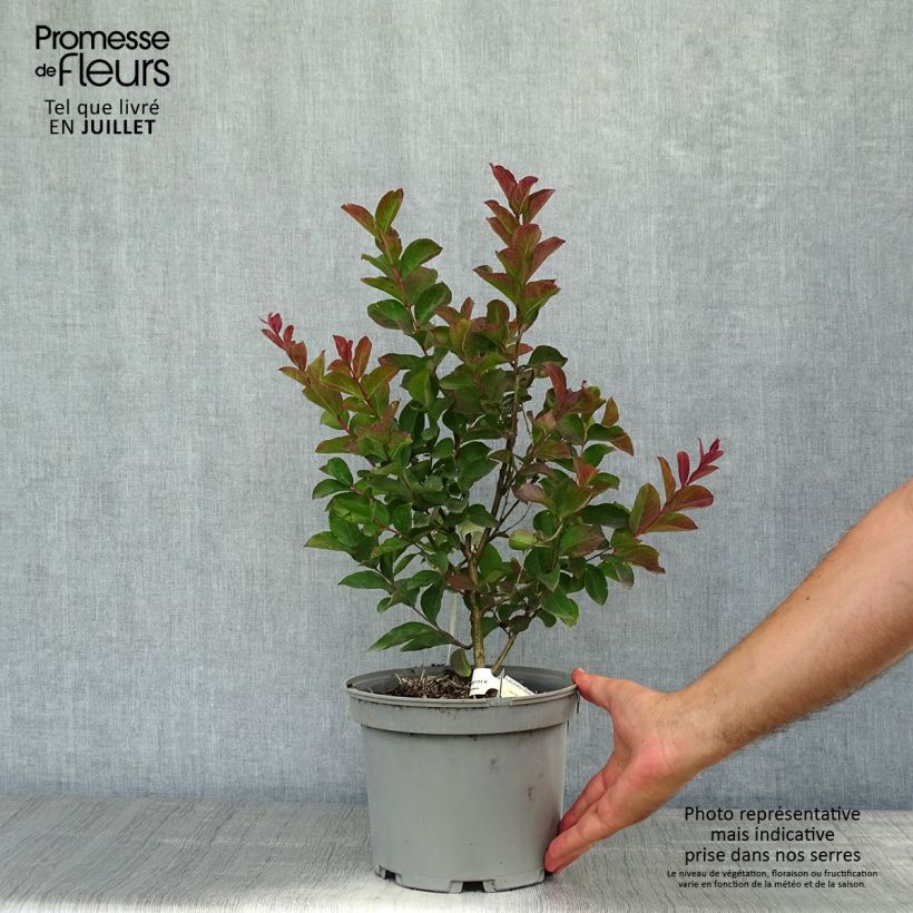 Exemplar von Chinesische Kräuselmyrte Berlingot Menthe - Lagerstroemia Topf mit 3L/4L, Strauch wie im Sommer geliefert