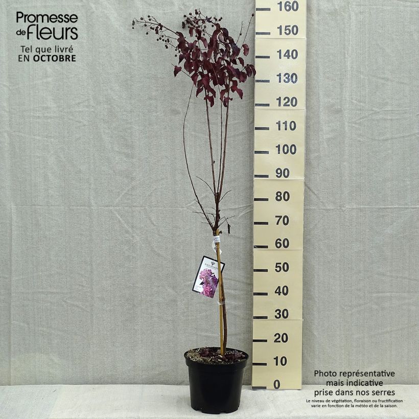Exemplar von Chinesische Kräuselmyrte Black Diamond Lavender Lace - Lagerstroemia Topf mit 7,5L/10L wie im Herbst geliefert