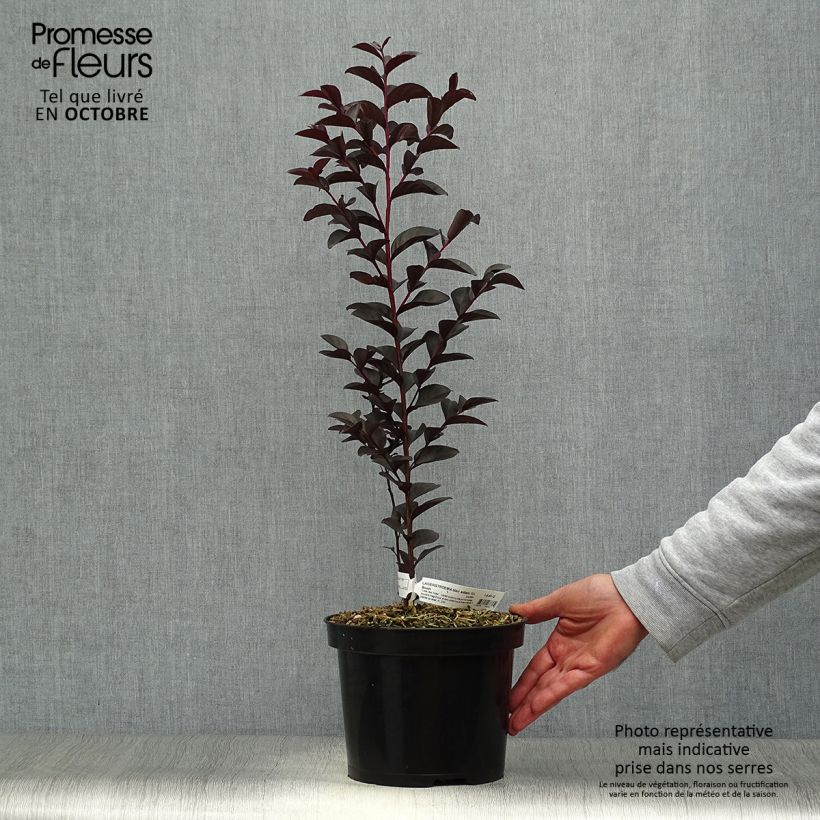 Exemplar von Chinesische Kräuselmyrte Black Solitaire Blush - Lagerstroemia Topf mit 3L/4L wie im Herbst geliefert
