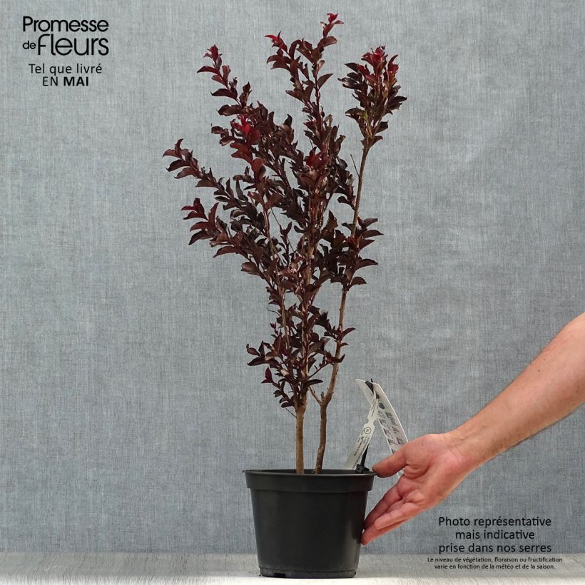 Exemplar von Chinesische Kräuselmyrte Black Solitaire Purely Purple - Lagerstroemia Topf mit 3L/4L, Strauch wie im Frühjahr geliefert