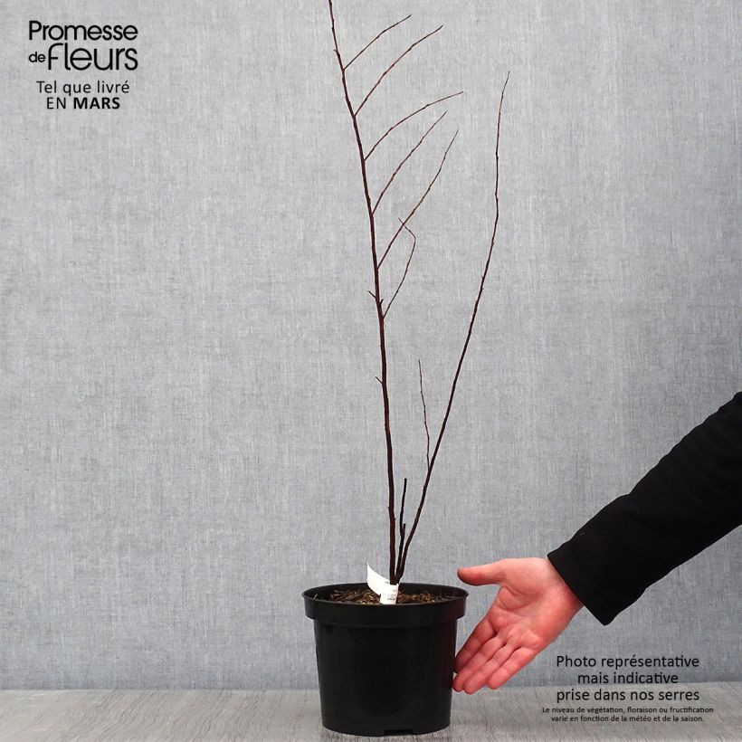 Exemplar von Chinesische Kräuselmyrte Black Solitaire Purely Purple - Lagerstroemia Topf mit 3L/4L wie im Winter geliefert