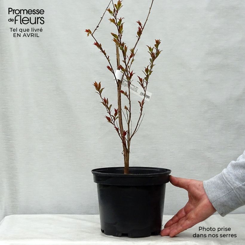 Exemplar von Chinesische Kräuselmyrte Black Solitaire Crimson Red - Lagerstroemia Topf mit 3L/4L wie im Frühjahr geliefert