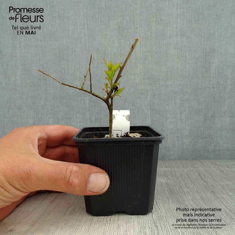 Exemplar von Chinesische Kräuselmyrte Cherry - Lagerstroemia Kleine Töpfe von 8/9 cm wie im Frühjahr geliefert