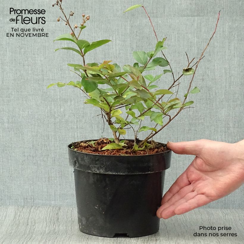 Exemplar von Chinesische Kräuselmyrte Coral Magic - Lagerstroemia Topf mit 2L/3L wie im Herbst geliefert