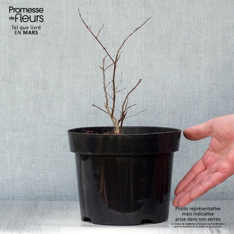 Exemplar von Chinesische Kräuselmyrte Coral Magic - Lagerstroemia Topf mit 2L/3L wie im Frühjahr geliefert