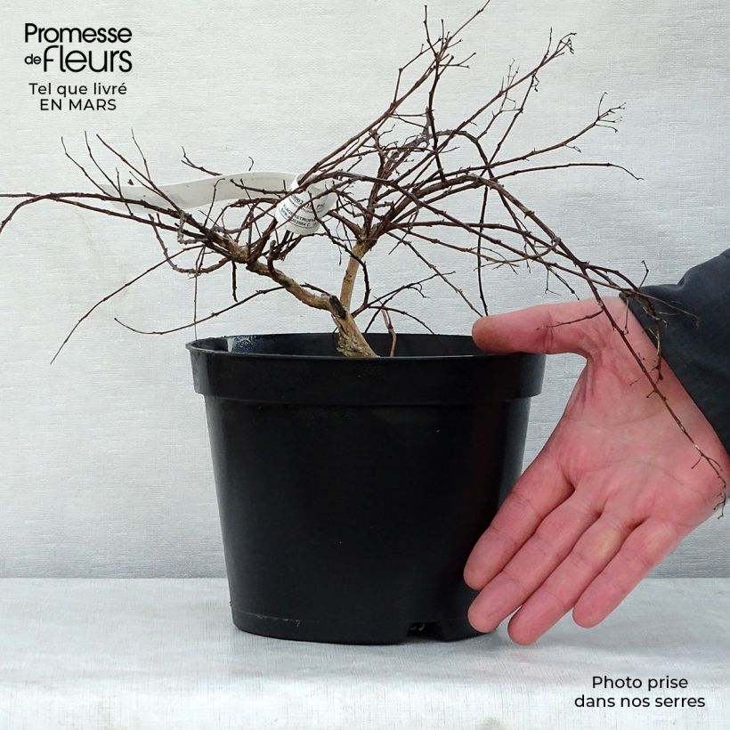 Exemplar von Chinesische Kräuselmyrte Cordon Bleu - Lagerstroemia Topf mit 3L/4L wie im Frühjahr geliefert