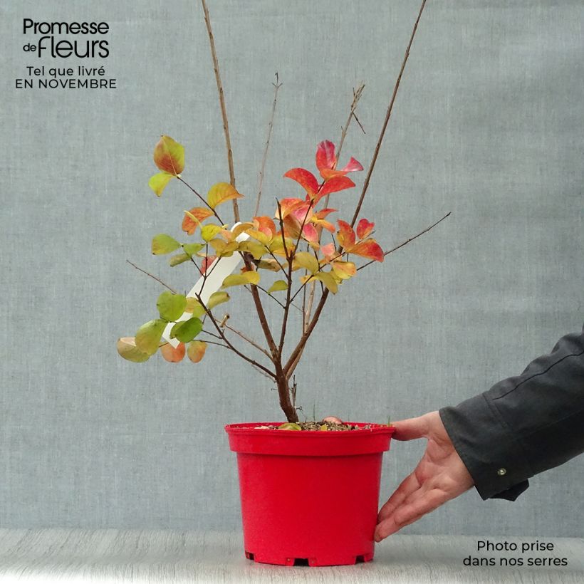 Exemplar von Chinesische Kräuselmyrte Dynamite - Lagerstroemia Topf mit 3L/4L wie im Herbst geliefert