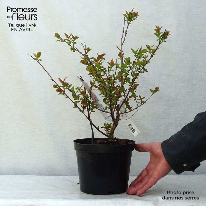 Exemplar von Chinesische Kräuselmyrte Dynamite - Lagerstroemia Topf mit 3L/4L, Strauch wie im Frühjahr geliefert
