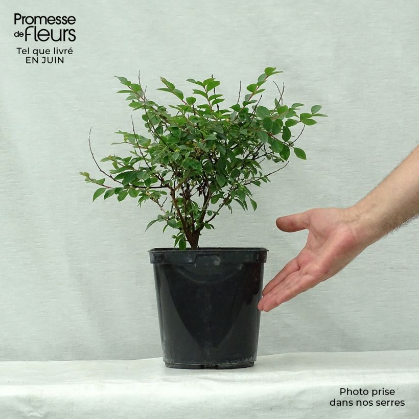 Exemplar von Chinesische Kräuselmyrte Fuchsia d'Eté Indyfus - Lagerstroemia Topf mit 4L/5L, Strauch wie im Sommer geliefert