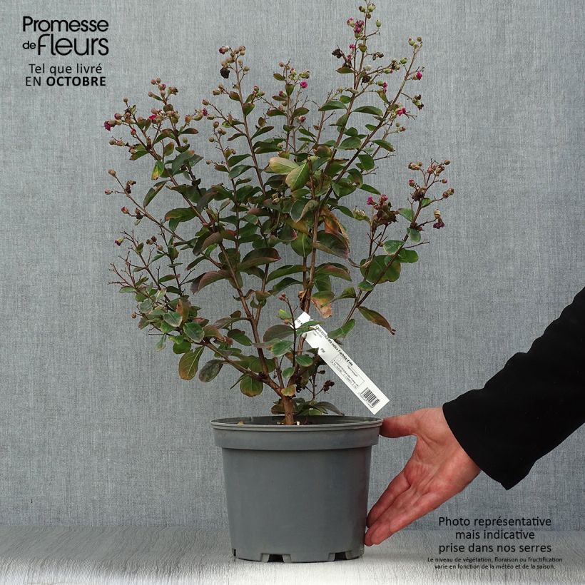 Exemplar von Chinesische Kräuselmyrte Fuchsia d'Eté Indyfus - Lagerstroemia Topf mit 4L/5L wie im Herbst geliefert