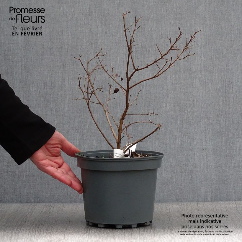 Exemplar von Chinesische Kräuselmyrte Fuchsia d'Eté Indyfus - Lagerstroemia Topf mit 4L/5L wie im Winter geliefert