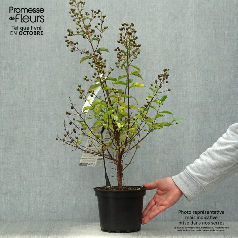 Exemplar von Chinesische Kräuselmyrte Grand Cru - Lagerstroemia Topf mit 3L/4L wie im Herbst geliefert