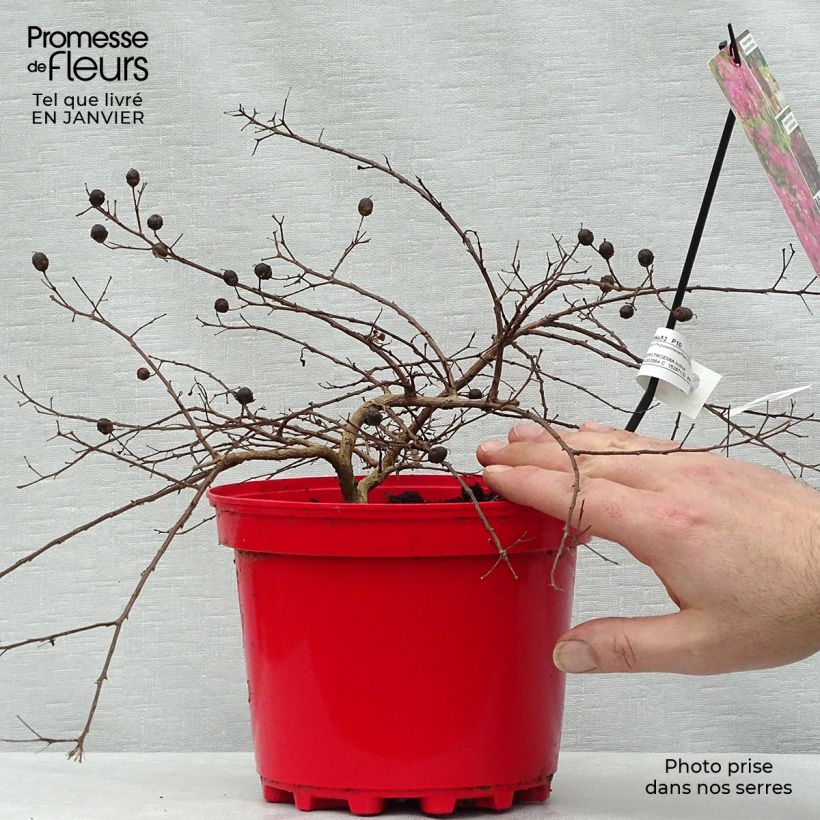 Exemplar von Chinesische Kräuselmyrte Houston - Lagerstroemia Topf mit 3L/4L wie im Winter geliefert