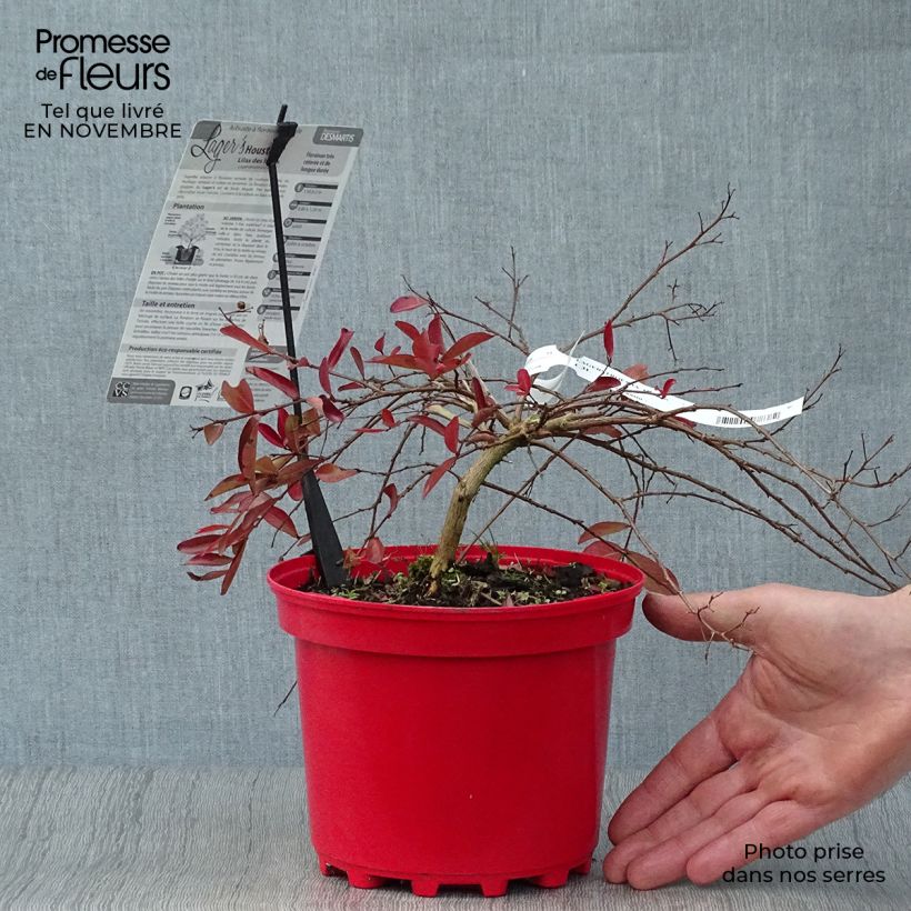 Exemplar von Chinesische Kräuselmyrte Houston - Lagerstroemia Topf mit 3L/4L wie im Herbst geliefert