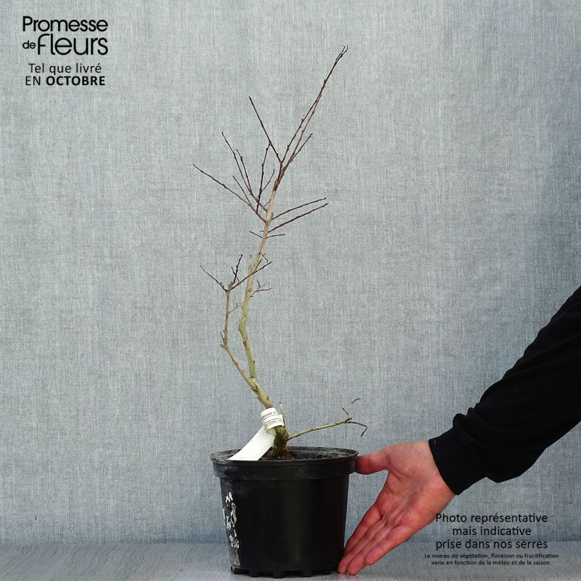 Exemplar von Chinesische Kräuselmyrte Jacqueline Desmartis - Lagerstroemia Topf mit 3L/4L wie im Herbst geliefert
