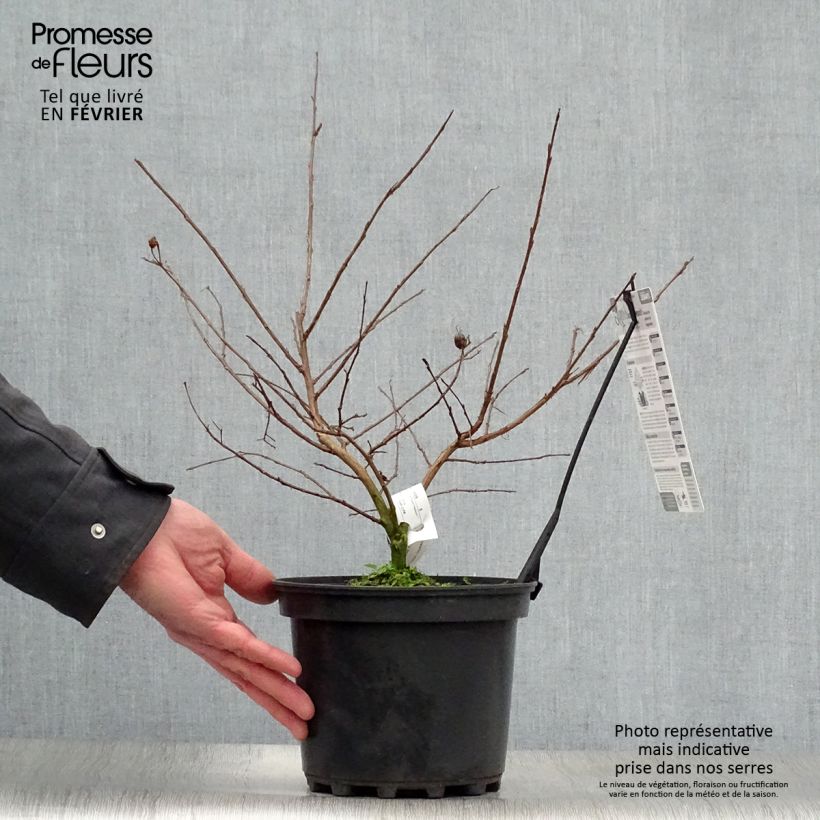 Exemplar von Chinesische Kräuselmyrte Jacqueline Desmartis - Lagerstroemia Topf mit 3L/4L wie im Winter geliefert