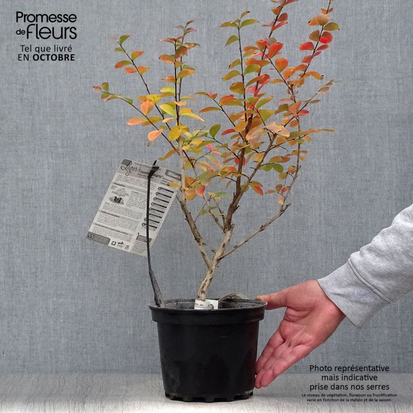 Exemplar von Chinesische Kräuselmyrte Jeanne Desmartis - Lagerstroemia Topf mit 3L/4L wie im Herbst geliefert