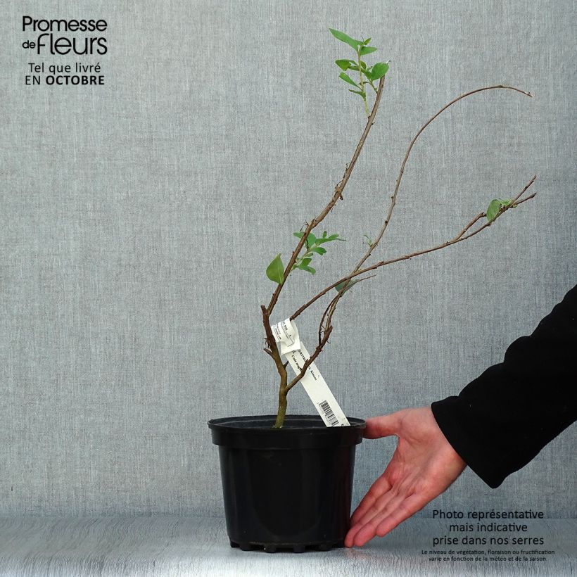 Exemplar von Chinesische Kräuselmyrte Kimono - Lagerstroemia Topf mit 3L/4L wie im Herbst geliefert