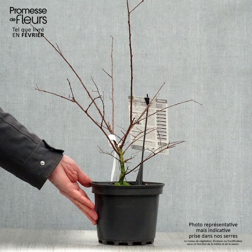 Exemplar von Chinesische Kräuselmyrte La Mousson - Lagerstroemia Topf mit 3L/4L wie im Winter geliefert