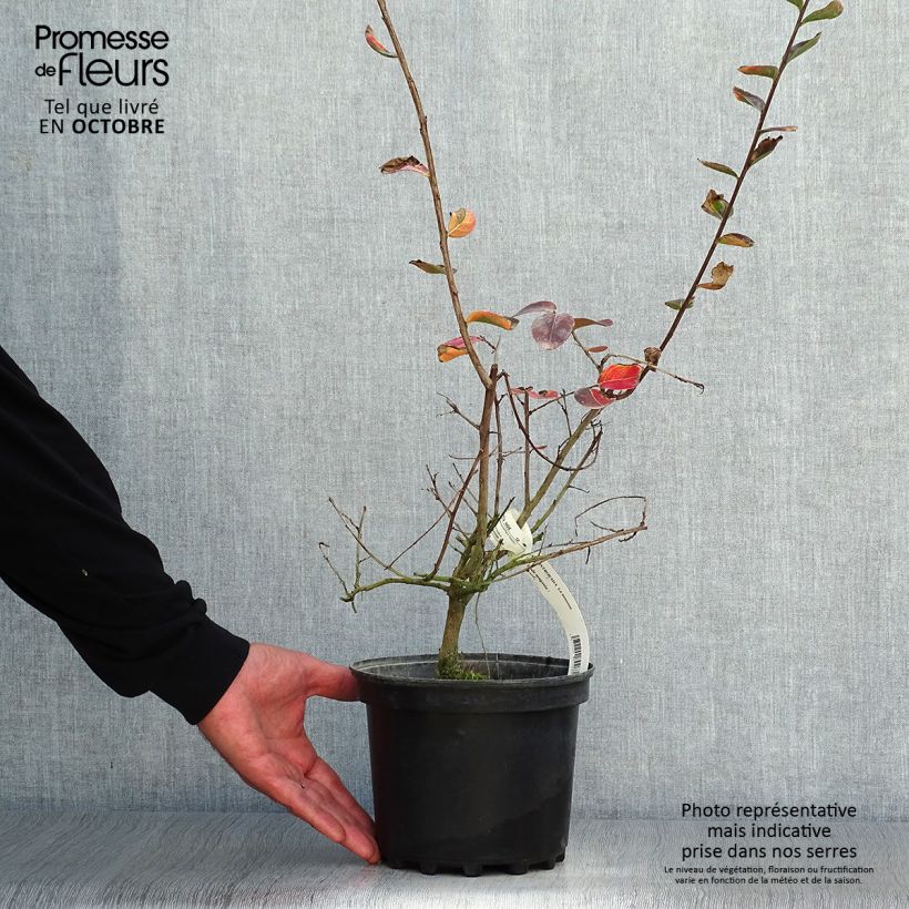 Exemplar von Chinesische Kräuselmyrte La Mousson - Lagerstroemia Topf mit 3L/4L wie im Herbst geliefert